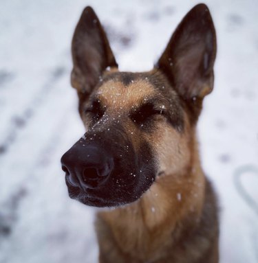 German shephard closing their eyes with their face sprinkled with snow.