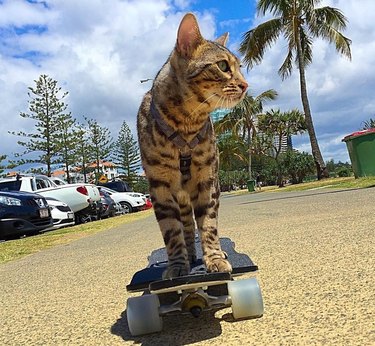 bengal cat on skateboard