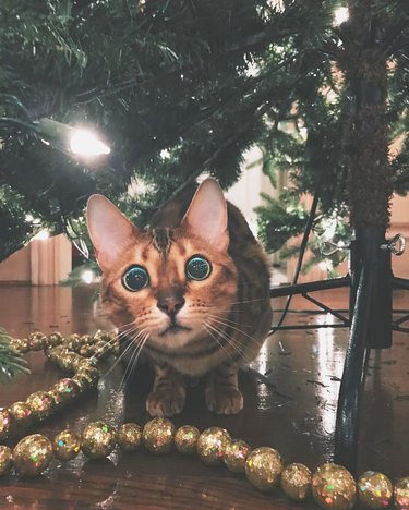 Bengal cat under Christmas tree