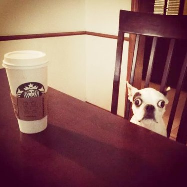 Alert dog with a cup of coffee