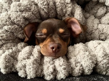 Brown chihuahua snuggled up in a fuzzy blanket.