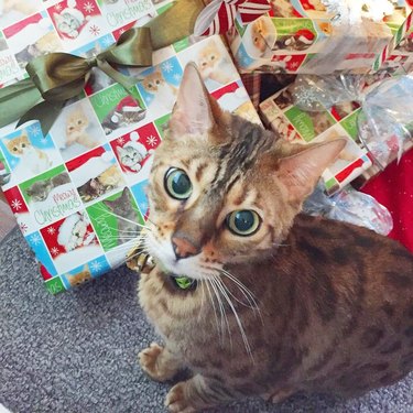 bengal cat sitting next to wrapped Christmas gifts