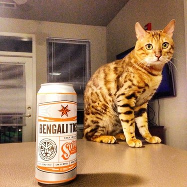 bengal cat sitting next to beer can
