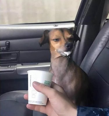 Here’s What 21 Adorable Dogs and Cats Ordered at Starbucks | Cuteness