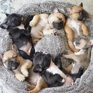 puppies sleeping in bed
