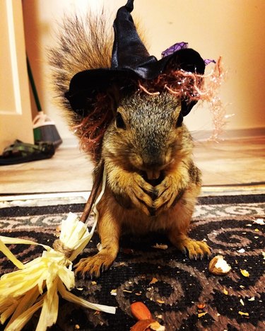 squirrel in witch costume