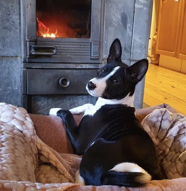 Basenji in a dog bed and keeping warm in front of a furnace.