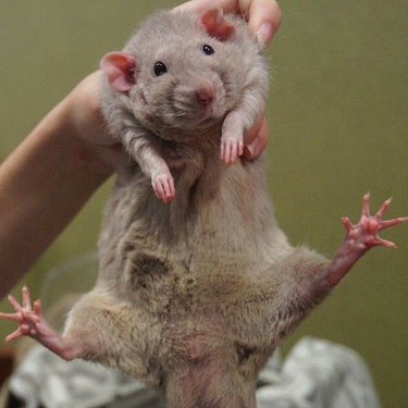 derpy rat is adorable