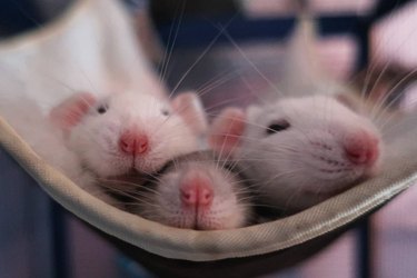 3 pet rats cuddling
