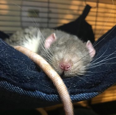 cute rat taking a nap