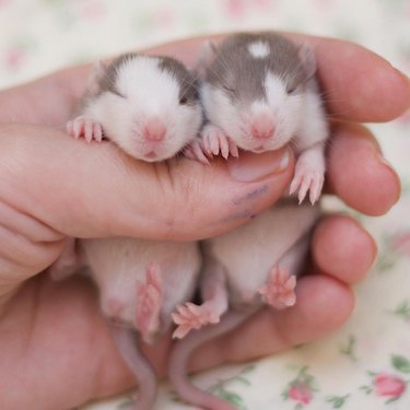 cute rat babies
