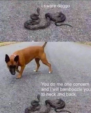 dog wary of snake