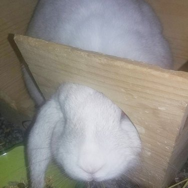 bunny stuck in piece of wood