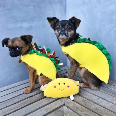 dogs in taco costumes