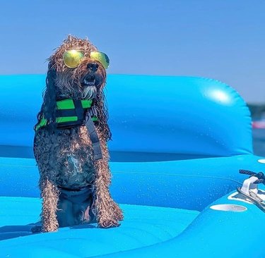 dog of pool floatie