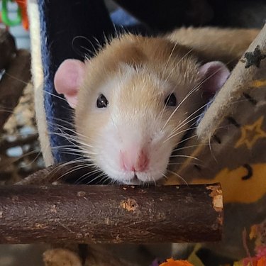 rats have adorable and boopable noses
