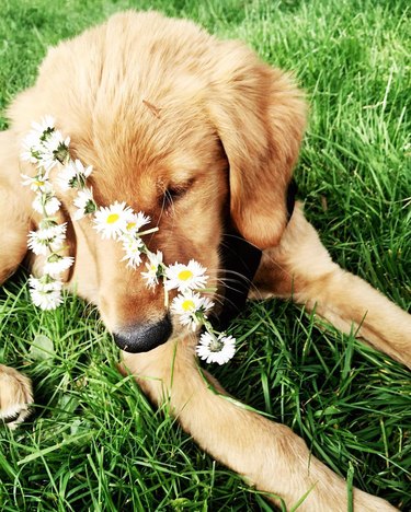 dog smelling flowers