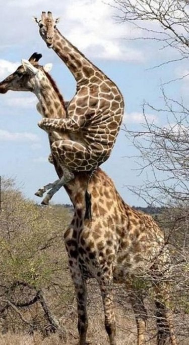 giraffe riding other giraffe
