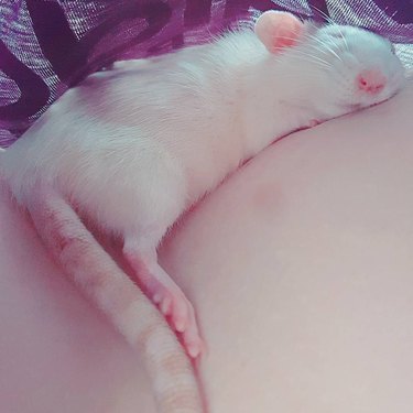 rat sleeps on woman's chest