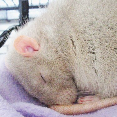 rat taking nap