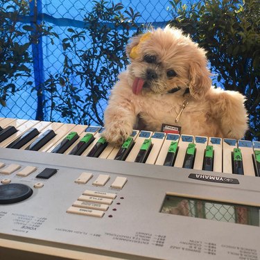 dog plays keyboard