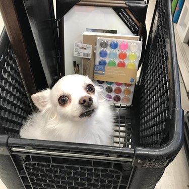dog goes shopping