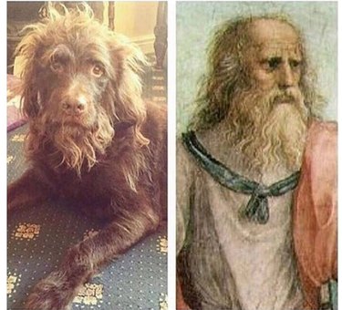 when your dog looks like an ancient philosopher