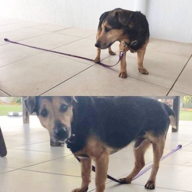 dog standing on his own leash