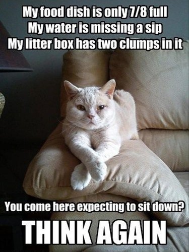 Judgmental cat on an armrest.