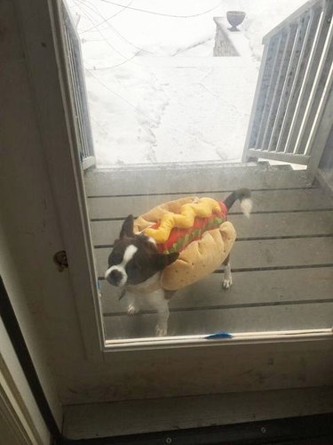 dog has to wear hot dog costume so he can't wiggle through fence