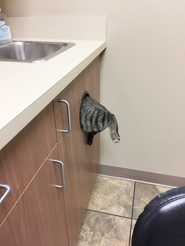 cat tries to escape veterinarian