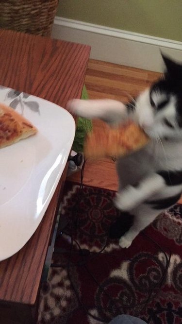 cat steals slice of pizza.