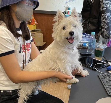 a Westie dog sitting up with its paws on a desk.