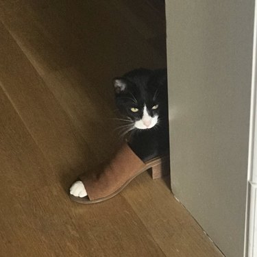 cat steps into woman's shoe