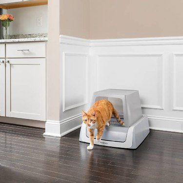An orange cat stepping out of a PetSafe® ScoopFree® Covered Self-Cleaning Litter Box