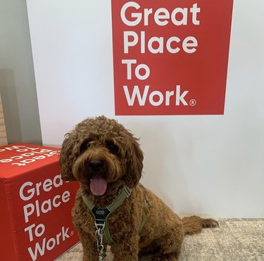 dog standing in front of "great place to work" sign.