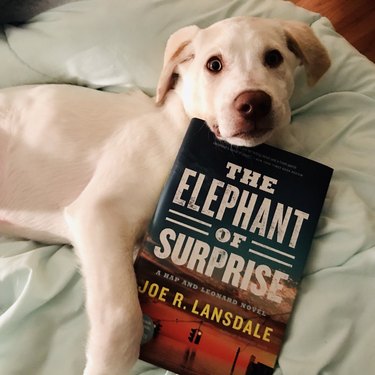 dog holding book