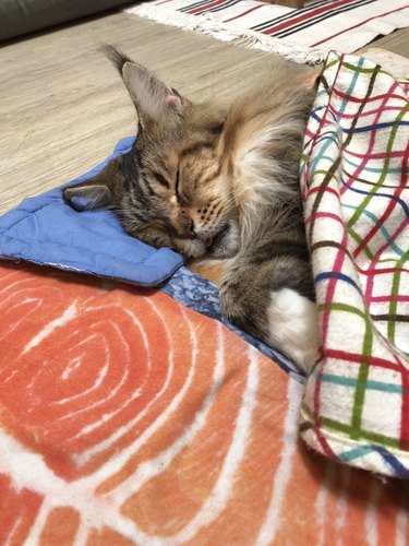 cat sleeping on bed shaped like a piece of salmon