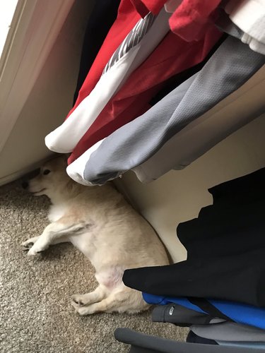dog sleeps in closet