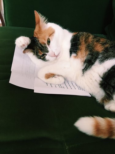 cat sleeps on woman's notes