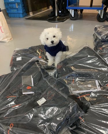 small white dog sitting in front of pile of products.