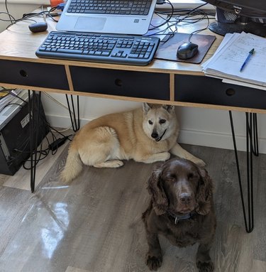 two dogs underneath an office desk.