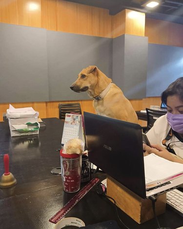 dog sitting on a desk next to a woman with a laptop.