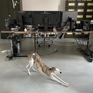 greyhound dog stretching in an office.