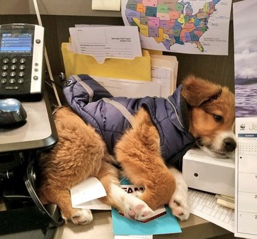 dog curled up between a computer and filing folder.