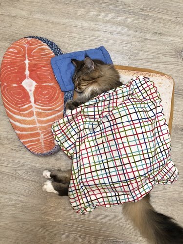 cat sleeping on bed shaped like a piece of salmon