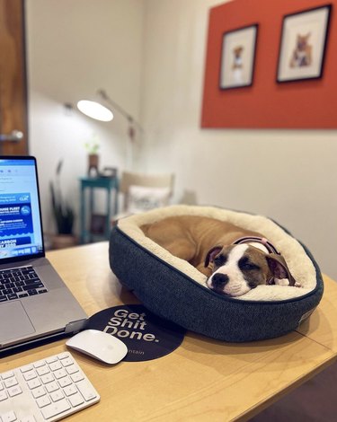 dog inside a doggie bed on a desk.