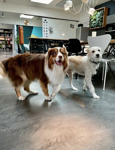 two dogs walking side by side inside an office.