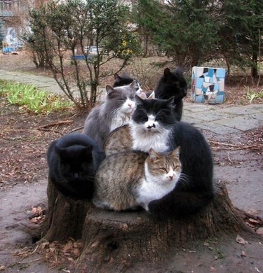 7 cats all sharing the same tree stump