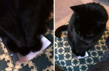 cat somehow fits on envelope